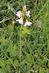 Cardamine polemonioides