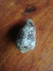 Conus stercusmuscarum