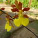 Oncidium hyphaematicum - Photo (c) jewlsinnature, some rights reserved (CC BY-NC)