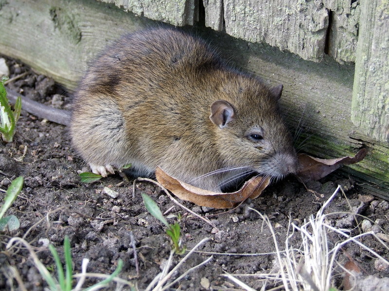 Norway Rat - Brong Rat (Mammalia Luxembourg) · iNaturalist Norway Rat - Brong Rat (Mammalia Luxembourg) · iNaturalist