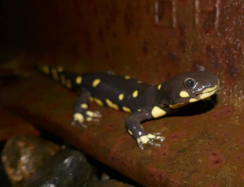 California Tiger Salamander