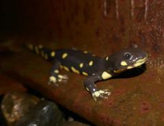 California Tiger Salamander photo 4