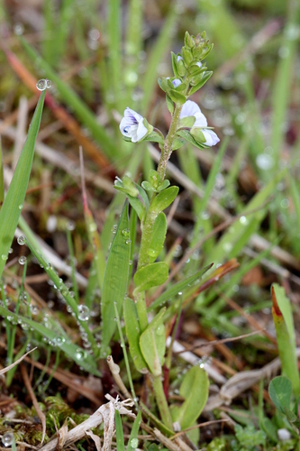 Veronika dúškolistá (Veronica serpyllifolia)