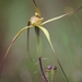 Caladenia caesarea transiens - Photo (c) Ericbrereton, algunos derechos reservados (CC BY-NC), subido por Ericbrereton