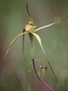 Dwarf Mustard Spider Orchid - Photo (c) Ericbrereton, some rights reserved (CC BY-NC), uploaded by Ericbrereton