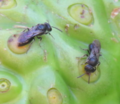 Hylaeus difficilis