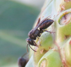 Hylaeus difficilis