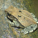 Dead-leaf Toad - Photo (c) David Bygott, some rights reserved (CC BY-NC), uploaded by David Bygott