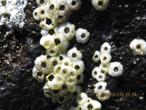 Tetraclitella divisa