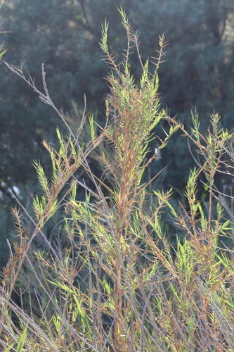 Image of Bushy Reed (Phragmites frutescens) by (c) yelena_antipova, some rights reserved (CC BY)