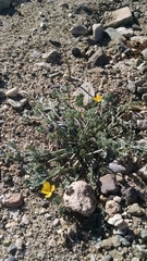 Eschscholzia minutiflora