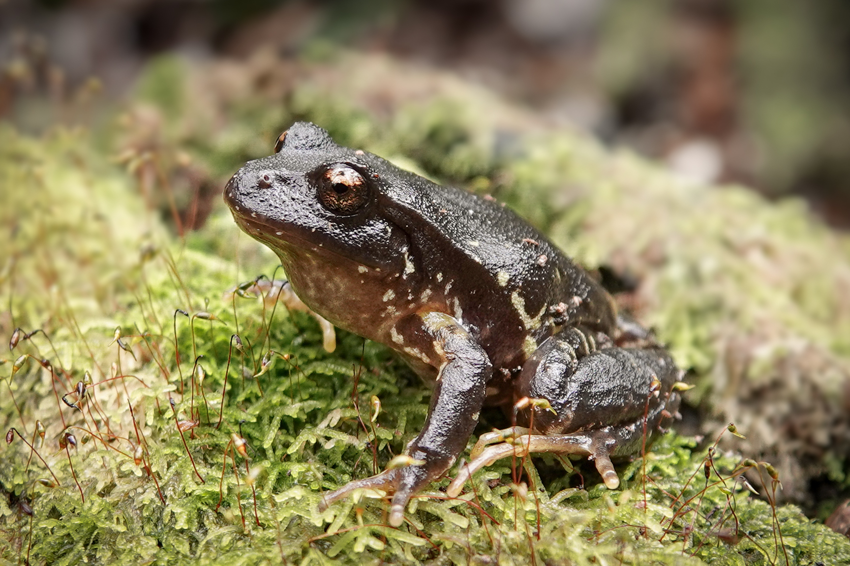 Eupsophus contulmoensis Ortiz, Ibarra-Vidal & Formas, 1989