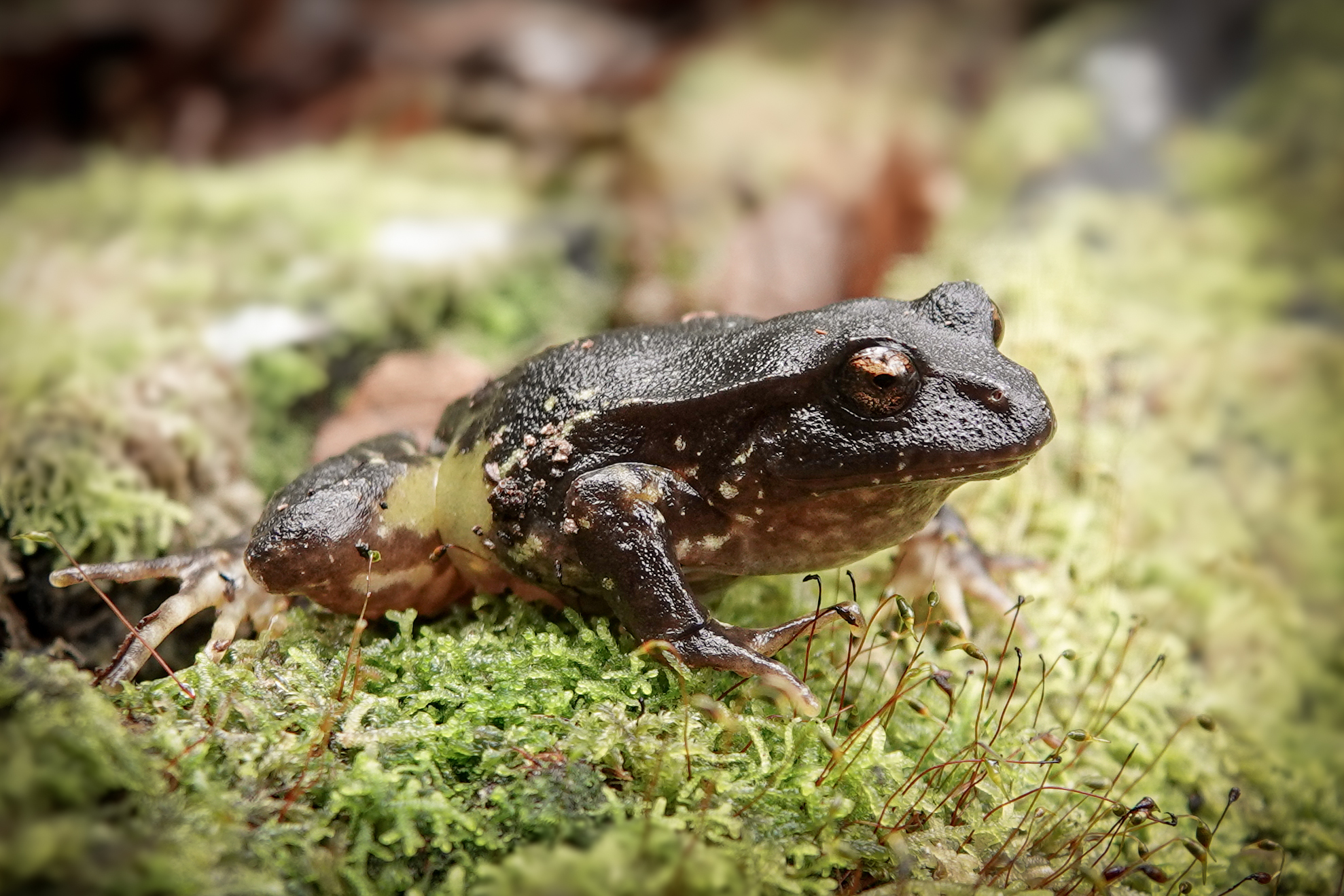 Eupsophus contulmoensis Ortiz, Ibarra-Vidal & Formas, 1989