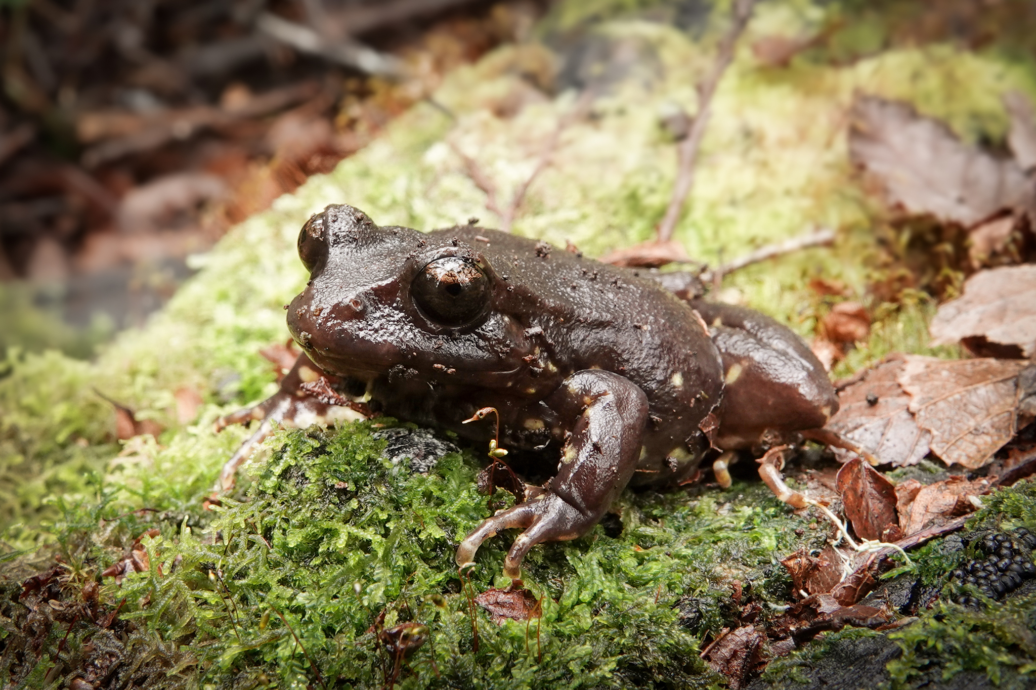 Eupsophus contulmoensis Ortiz, Ibarra-Vidal & Formas, 1989