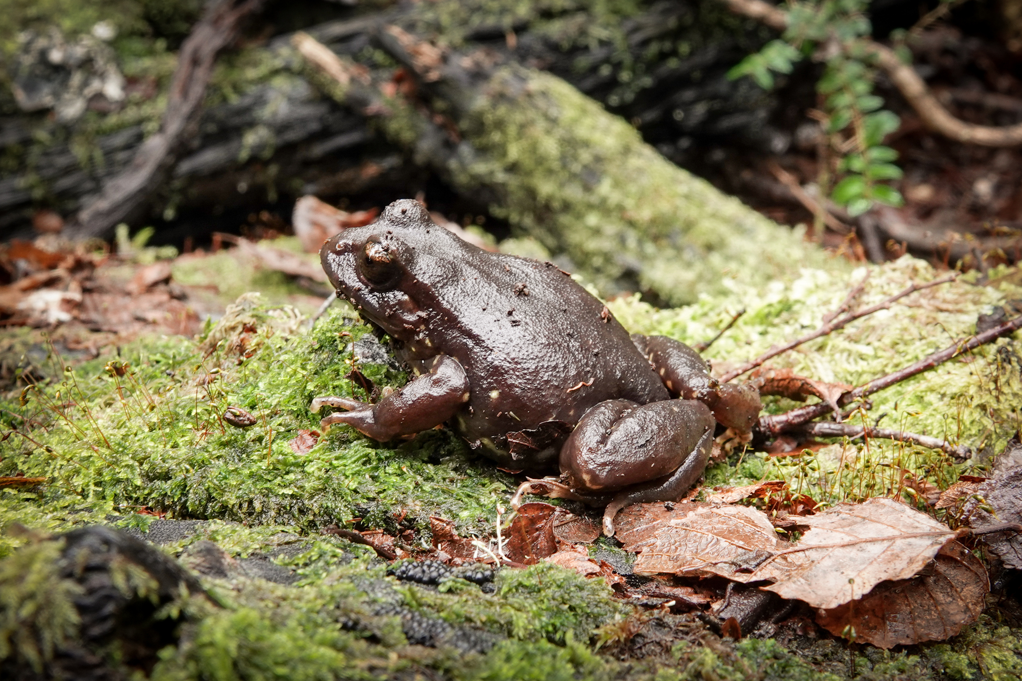 Eupsophus contulmoensis Ortiz, Ibarra-Vidal & Formas, 1989