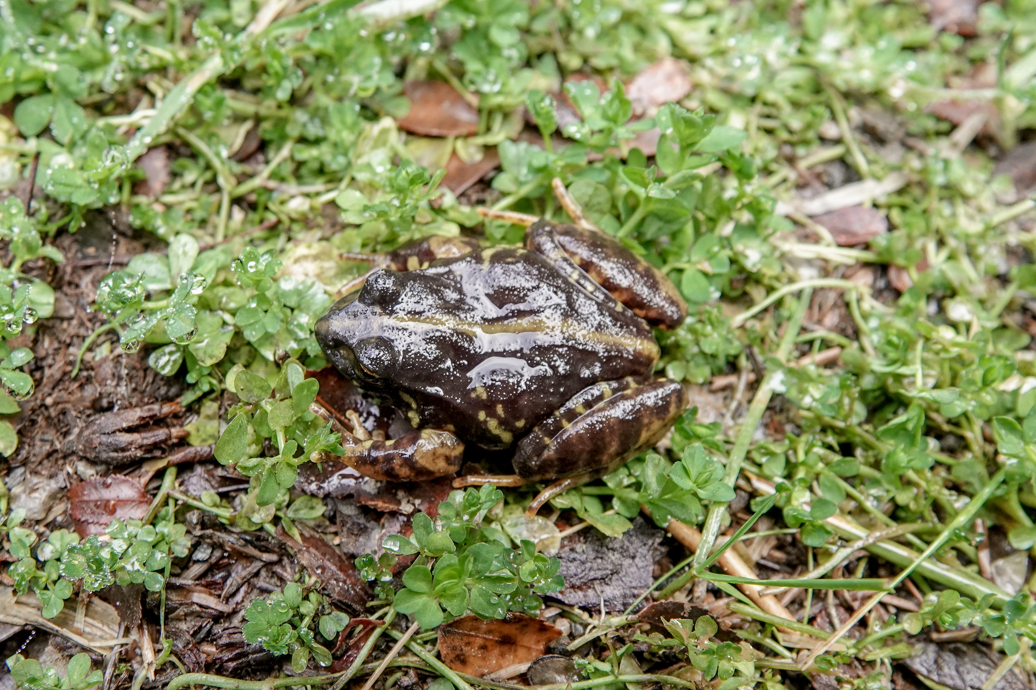 Eupsophus contulmoensis Ortiz, Ibarra-Vidal & Formas, 1989