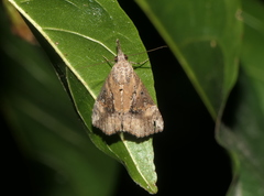 Hypena laceratalis
