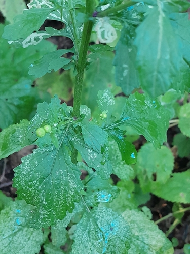 Image of Jacobaea erratica by no rights reserved