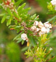 Erica vagans