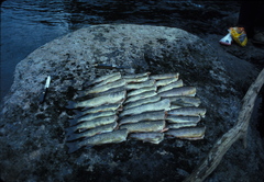 Salvelinus fontinalis image