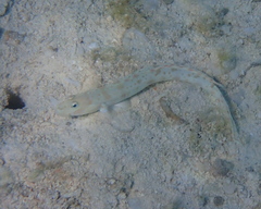 Cheek-Streaked Goby photo 4