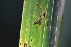 Caeciliusidae