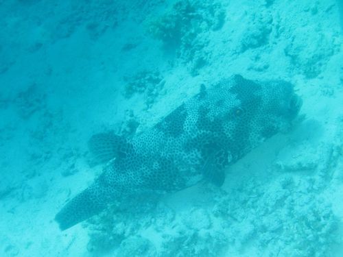 Arothron stellatus