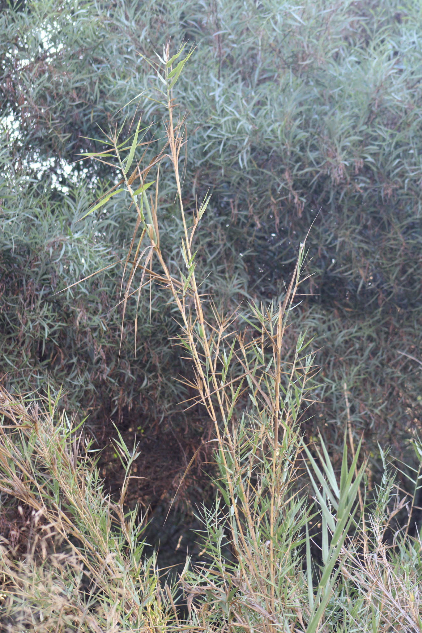 Bushy Reed (Phragmites frutescens)
