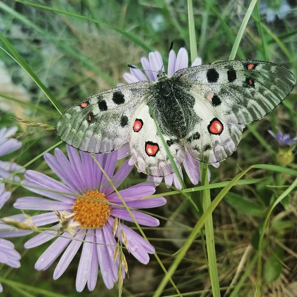 Phoebus Apollo from Ширинский р-н, Респ. Хакасия, Россия on June 28 ...