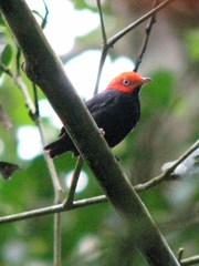 Ceratopipra mentalis