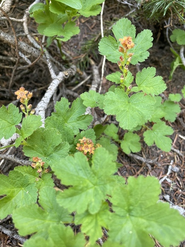 Crater Lake currant (Ribes erythrocarpum)
