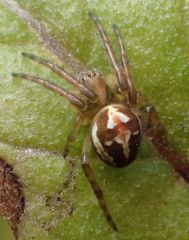 Novaranea queribunda