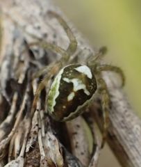 Novaranea queribunda