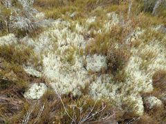 Cladonia arbuscula mitis