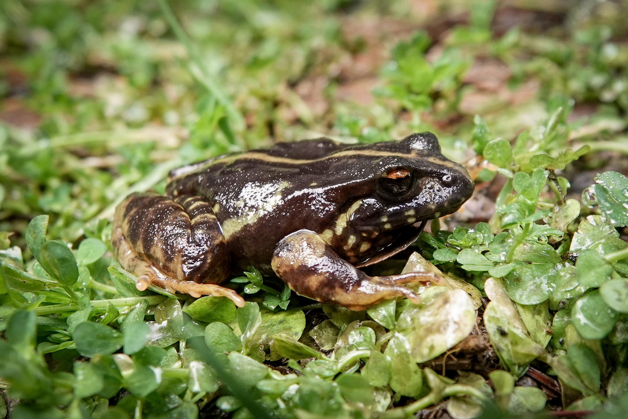 Eupsophus contulmoensis Ortiz, Ibarra-Vidal & Formas, 1989