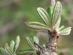 Olearia bullata