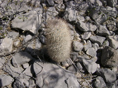 Mammillaria pottsii