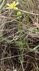 Ranunculus glabrifolius