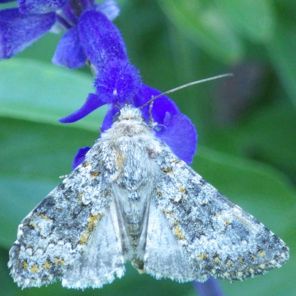 Small Ranunculus from University District, Spokane, WA, USA on July 20 ...