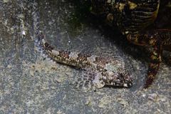Lepidoblennius haplodactylus