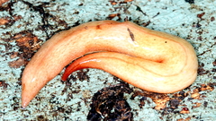 Australopacifica lucasi