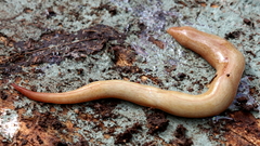 Australopacifica lucasi