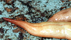 Australopacifica lucasi