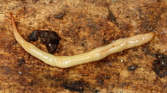 Australopacifica lucasi