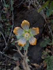 Abutilon ranadei