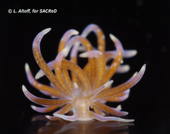 Phyllodesmium macphersonae