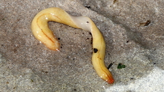 Australopacifica lucasi