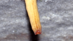 Australopacifica lucasi