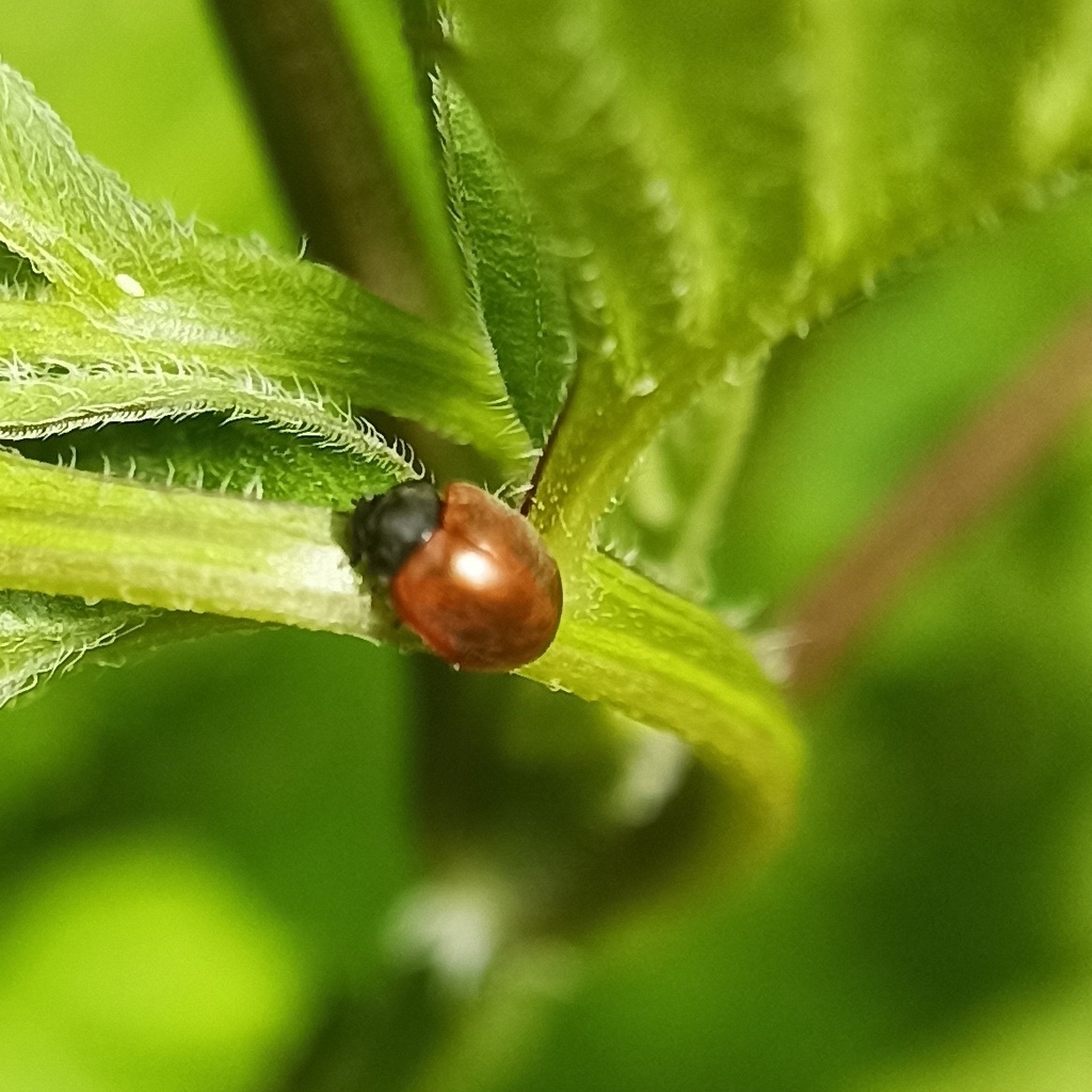 Priscibrumus