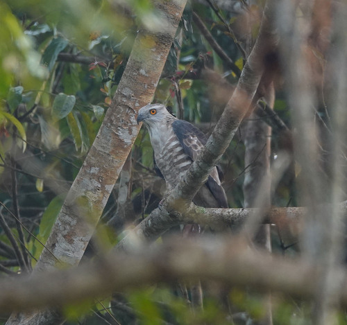 Jerdon's Baza (Aviceda jerdoni), photo 10